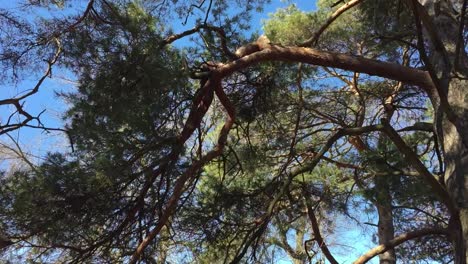 wind blows gently on the honeylocust trees in spring, low angle, static