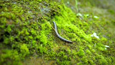 beautiful 4k clip of a millipede crawling across a moss covered rock in australia. extreme close up of the insect's legs moving as it crawls along. clip contains, macro, millipede, moss, nature, 4k