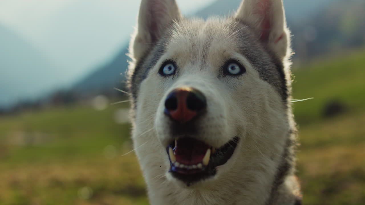 Majestic husky walking through an open alpine field at sunset, with breathtaking mountain views and