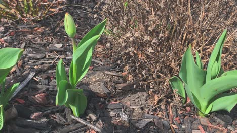 Close-up-of-a-non-bloomed-tulip-near-a-dried-out-mum-in-spring