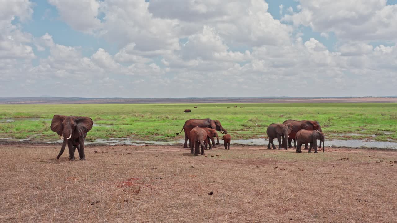 Elefant som går ut i vannet for å bade og spise i sumpene i Tarangire nasjonalpark, Tanzania