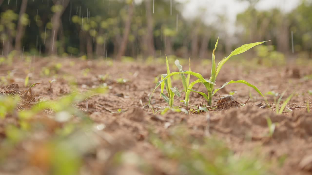 비가 내리고 습한 날에 활기찬 녹색 어린 옥수수 식물의 클로즈업, 어두운 갈색 비옥하고 습한 토양에 있는 씨