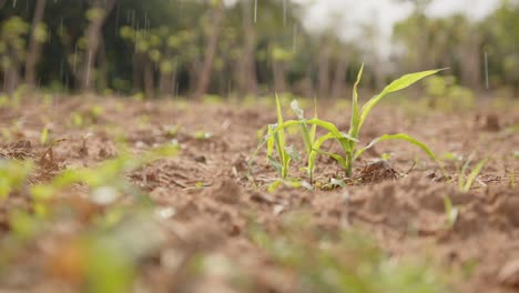 un primer plano de jóvenes plantas de maíz verdes vibrantes en un día lluvioso y húmedo, plántulas en un suelo fértil y húmido de color marrón oscuro