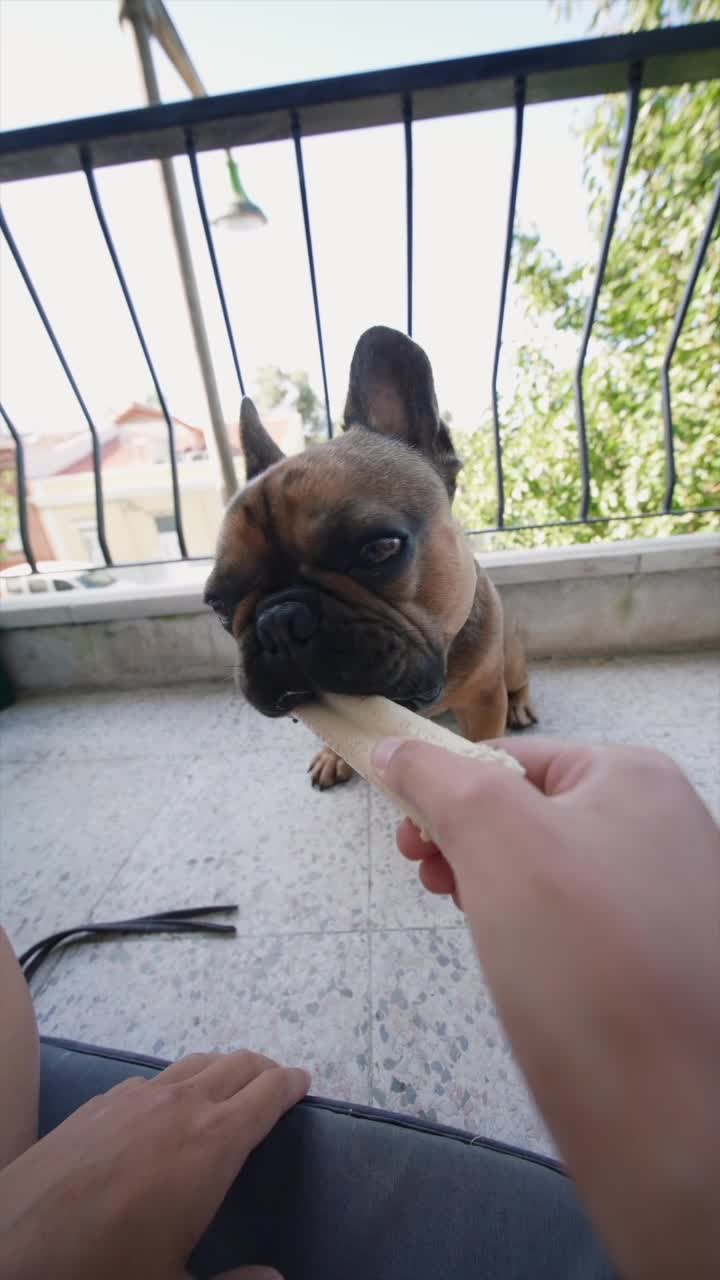 French Bulldog with a Dog Treat