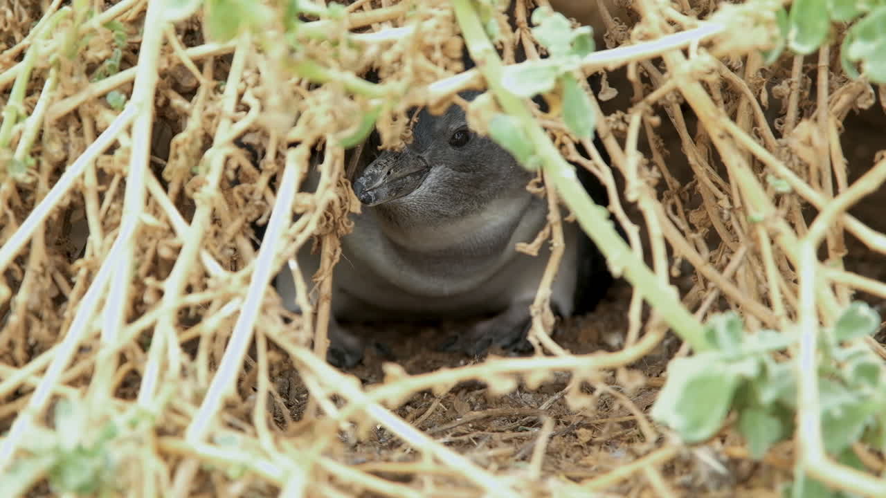 African penguin chick hiding in its burrow amongst vegetation