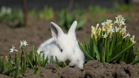 little rabbit sits in white flowers 4 in the video