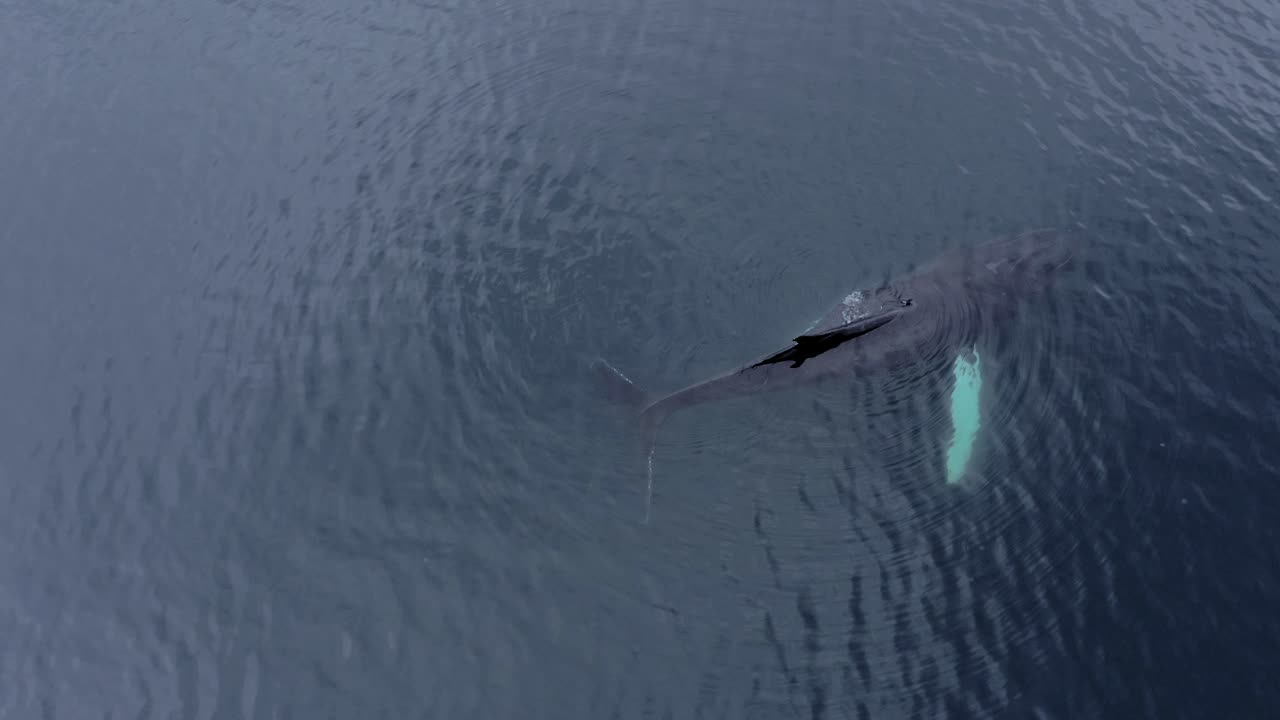 느린 동작으로 잔잔한 바다에서 헤엄치는 혹등고래 - 공중 드론