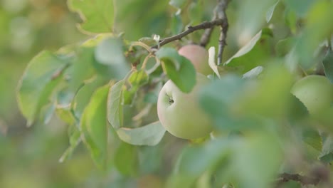 Apple in an apple tree