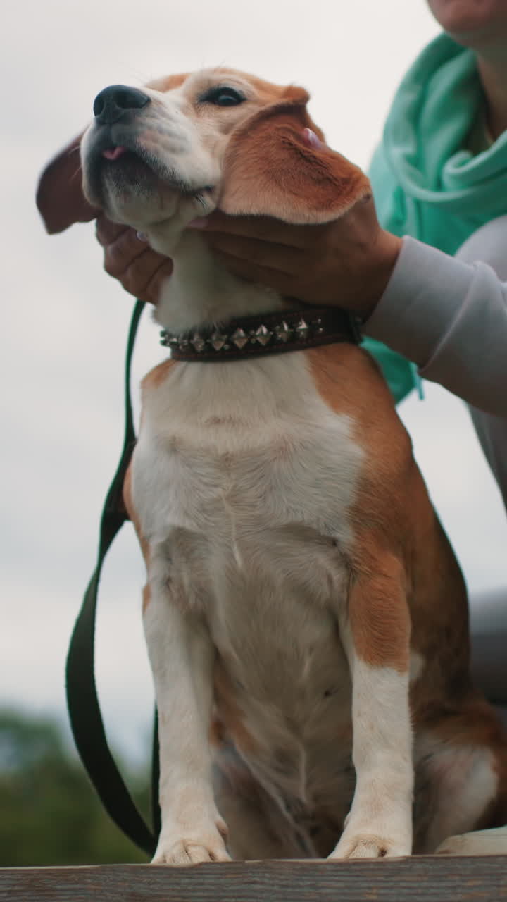 Canine savors affectionate head massage outdoors, Joyful beagle relishes gentle face rub under sunny sky, Playful dog enjoyably receives loving head touch from owner during outdoor leisure