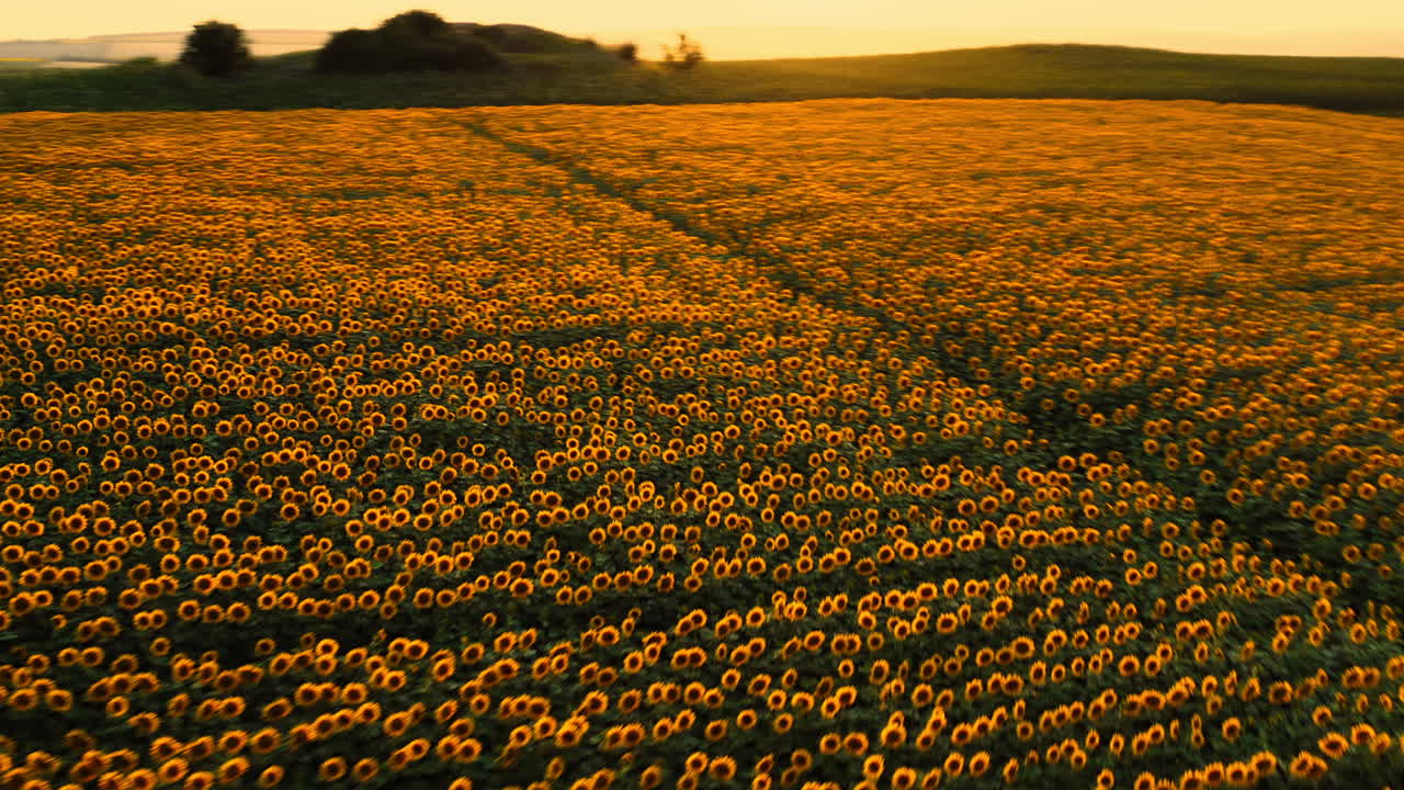 toma aérea de un campo de girasoles con un dron, con flores florecidas de color amarillo brillante, al atardecer