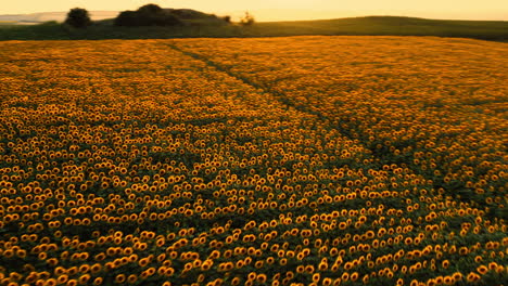 aerial drone shot of a sunflower field, with bright yellow bloomed flowers, at sunset