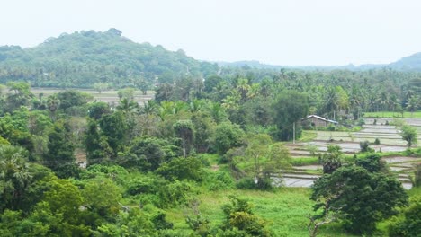 paddy field at the countryside of sri lanka