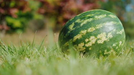 Große-Wassermelone-Auf-Gras