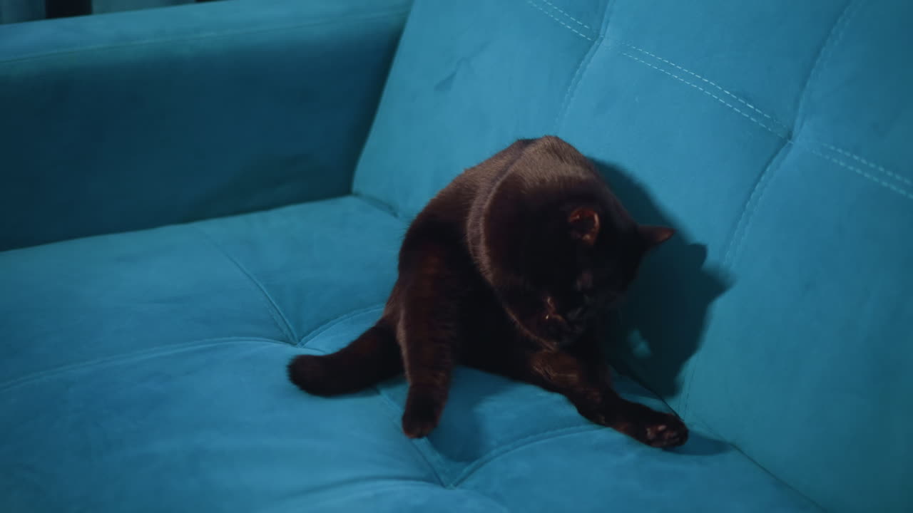 Felino giocherellone su mobili comodi, gatto nero si allunga su un divano colorato in una casa vivace, gatto giocherellone si rilassa comodamente mentre si allunga su un divano vivace in un ambiente domestico dinamico