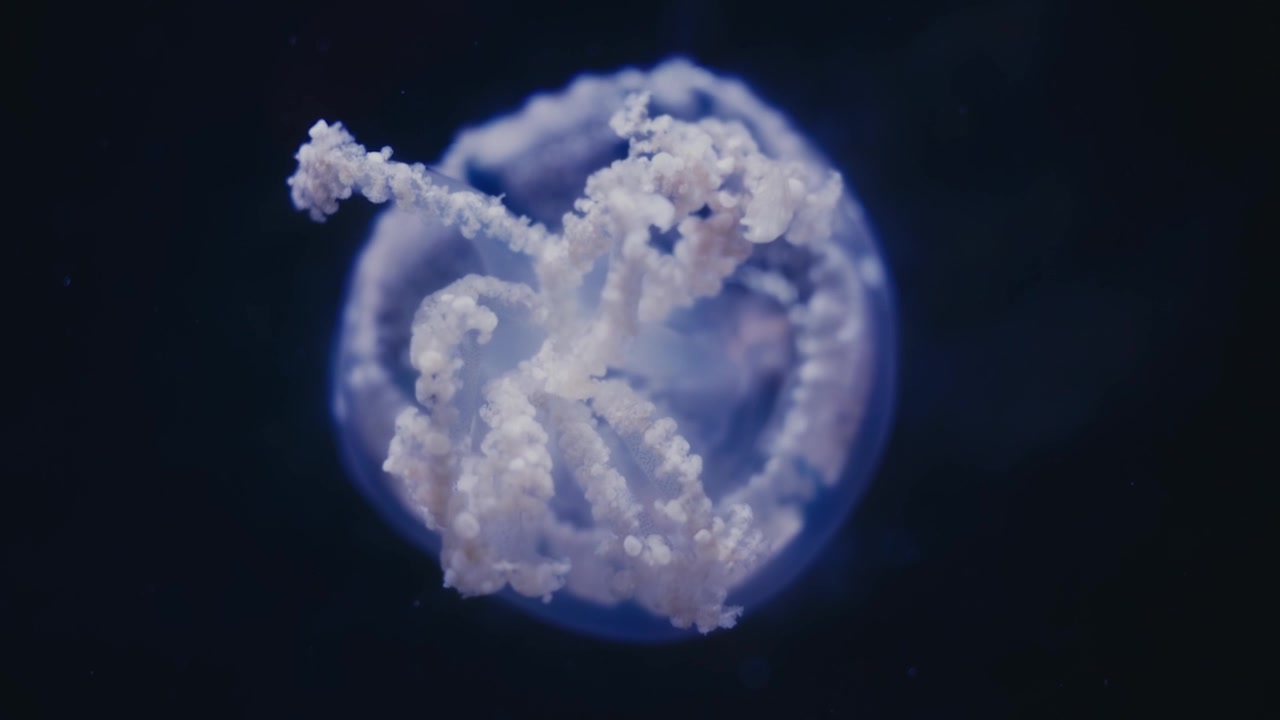 Jellyfish In The Water Against Black Background - close up