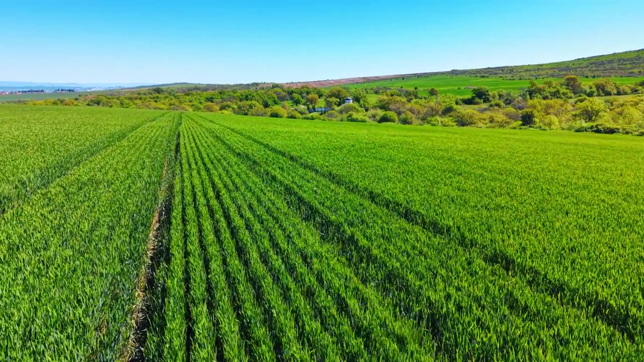 Drone shot of vibrant green grain field rows landscape. High angle perspective of rows in a young green crop field leading to a tree line and chapel.