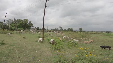 Vacas-Pastando-En-Los-Campos-Cerca-De-Giridih-En-Jharkhand,-India,-El-27-De-Septiembre-De-2020