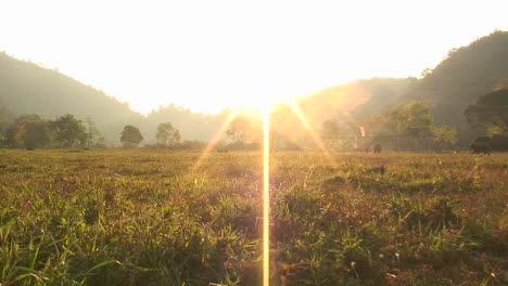 Elefanten-Laufen-Auf-Offenem-Feld-Bei-Sonnenuntergang