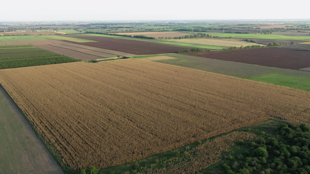 Aerial wide view of brown corn field surrounded by green fields