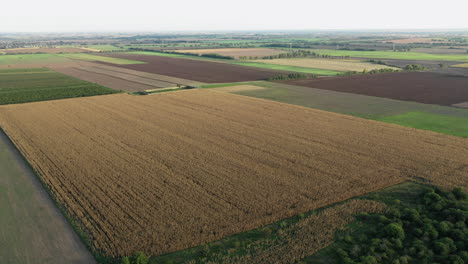 Amplia-Vista-Aérea-Del-Campo-De-Maíz-Marrón-Rodeado-De-Campos-Verdes