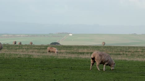 sheep peacefully grazing in open green fields