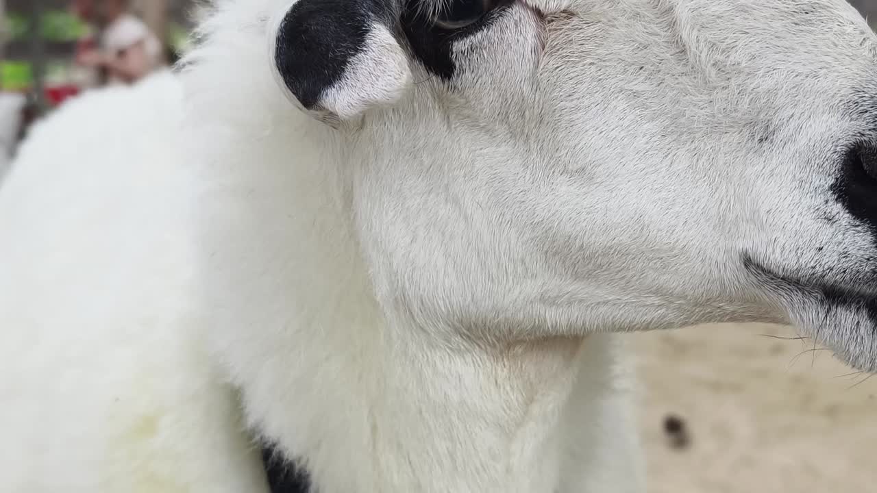 primer plano de la cabeza de una oveja