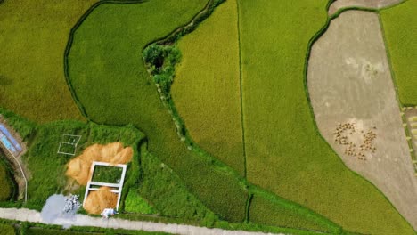 vietnamese farmers harvesting the crop from terraced rice fields