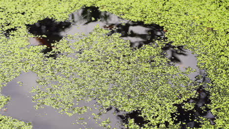 the simple yet captivating sight of stirring duckweed in a pond with a wooden stick