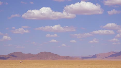 A-lonely-solo-oryx-antelope-walks-across-the-Namib-Desert-in-Namibia-1