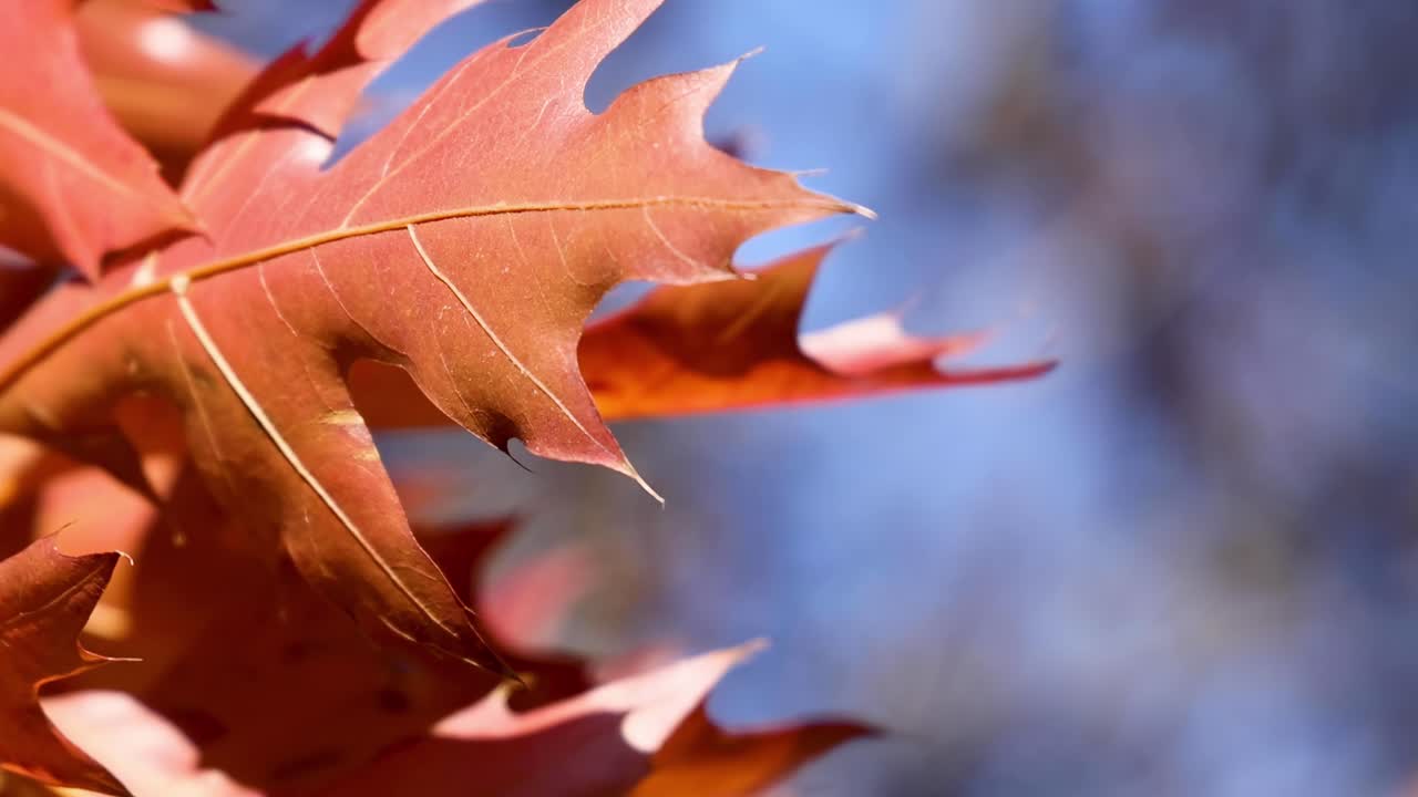 Close-up view of red oak leaves with detailed veins set against a clear blue sky.