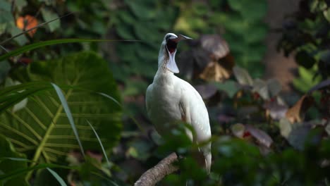 Especie-De-Espátula-De-Cara-Negra-En-Peligro-De-Extinción-Platalea-Minor