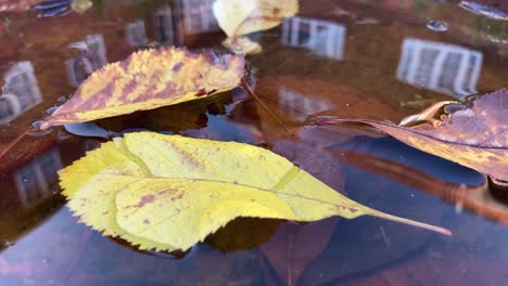 Las-Hojas-De-Otoño-Caídas-Se-Encuentran-En-La-Superficie-Del-Charco,-Primer-Plano