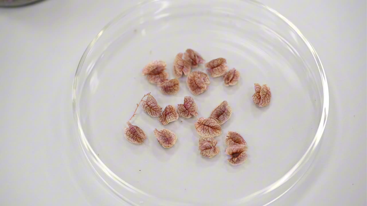 Preserved plants inside the Plant Preservation Lab in the UAE