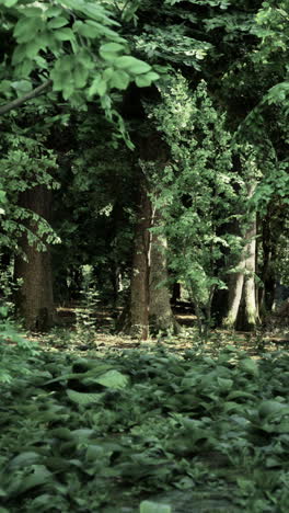 lush green forest with dense trees and undergrowth during daylight hours