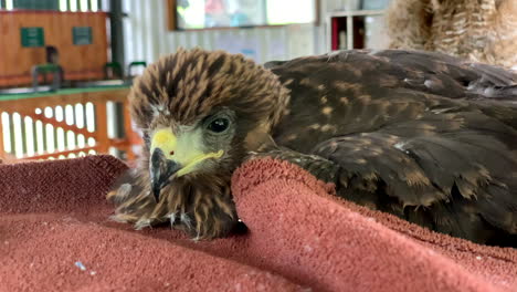 wahlberg's eagle lying down at a rescue centre