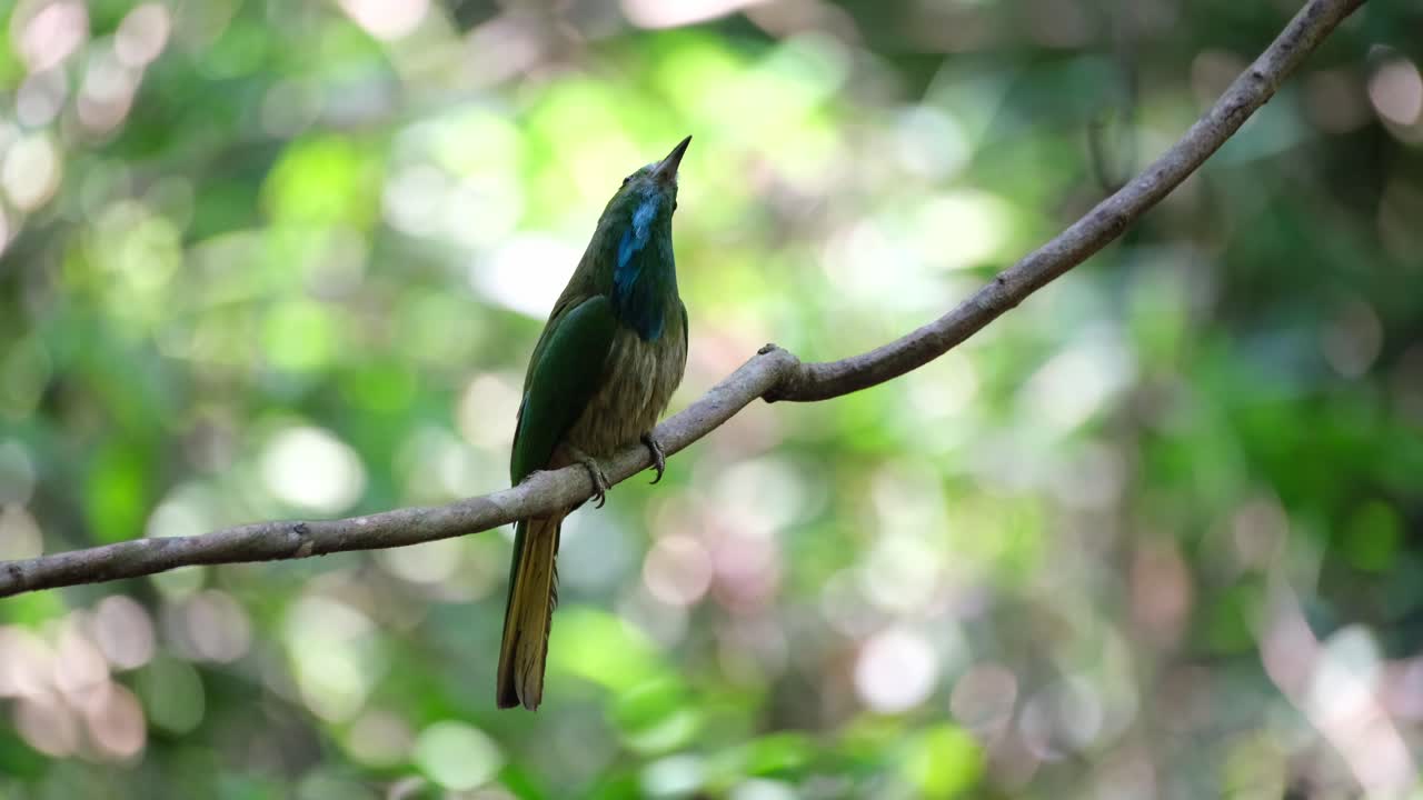 visto sentado en una vid mientras se rasca la cabeza y mira a su alrededor limpiando su pico en la percha, el apicultor de barba azul nyctyornis athertoni, tailandia
