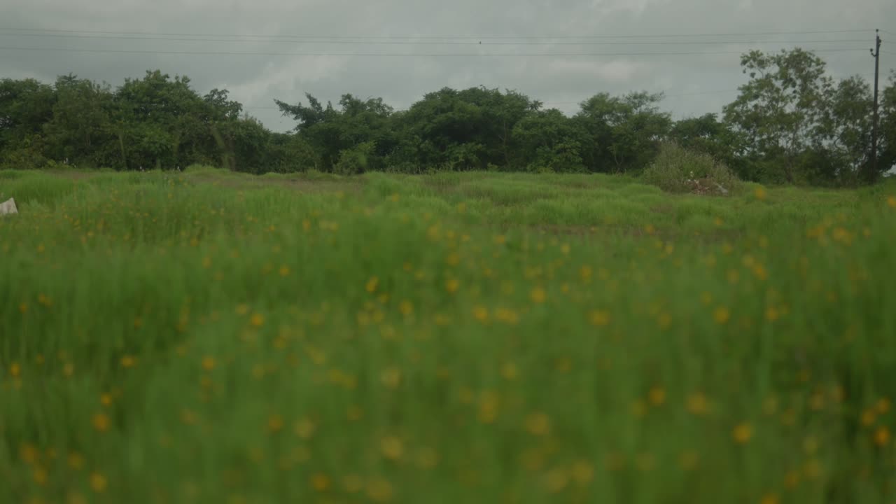 una toma amplia captura la belleza de un prado lleno de flores amarillas vibrantes y una exuberante hierba verde que se balancea con gracia en la suave brisa