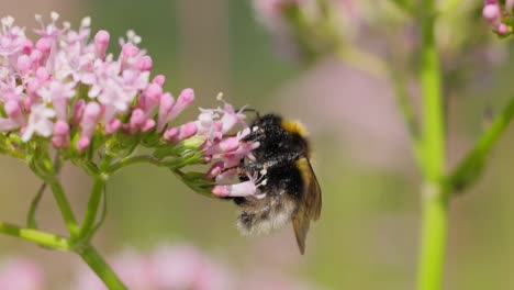 bumblebee collects flower nectar at sunny day. bumble bee in macro shot in slow motion.