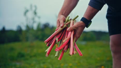 a man holding edible stalks of a garden rhubarb perennial vegetable. close-up shot