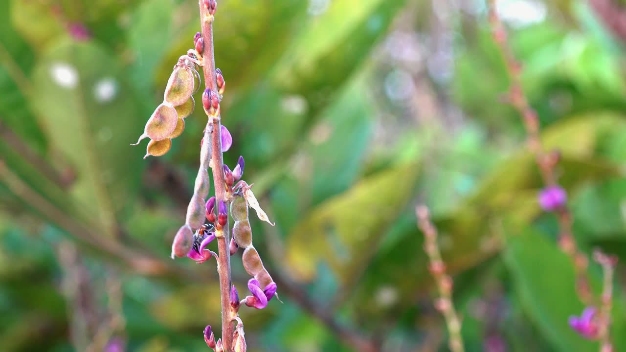 Bee Collects Fresh Floral from Garden