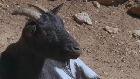 chèvre mignonne avec cornes et barbe se relaxant à l'extérieur au soleil sur un sol pierreux - gros plan