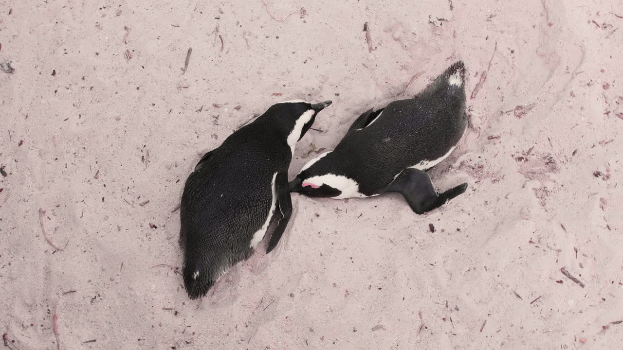 Top shot of penguin couple relaxing at the beach | African Penguin Colony at the Beach in Cape Town, South Africa, Boulders Beach