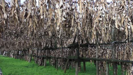 natural drying of stockfish cod in iceland