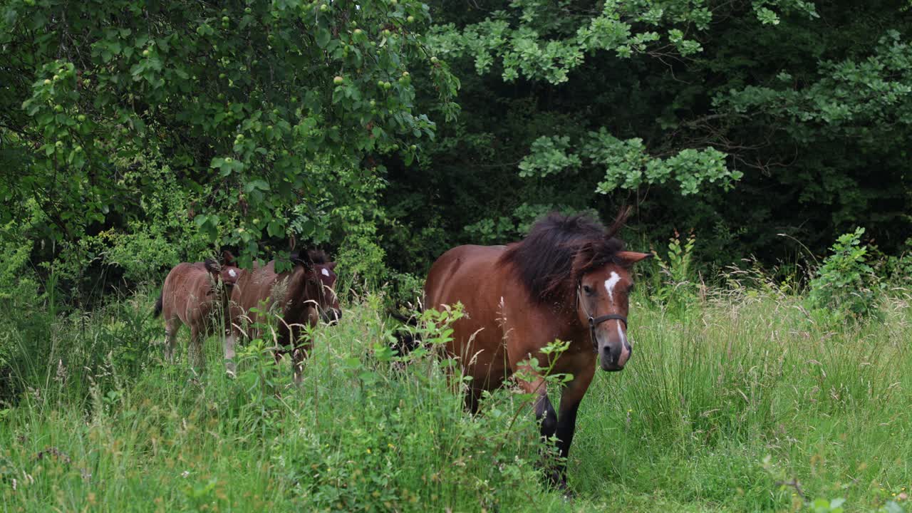 los caballos de pastoreo libre vagan por croacia