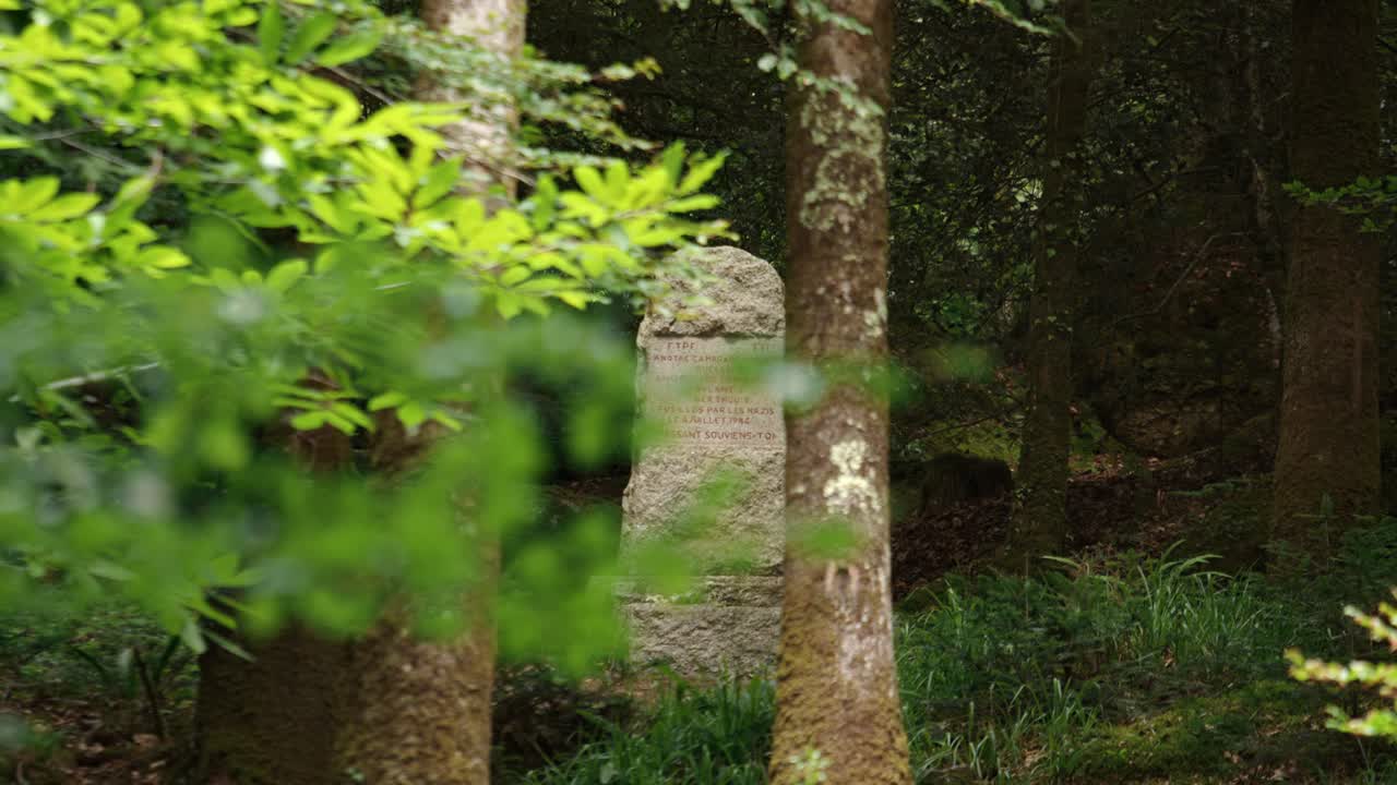 Single ancient tombstone in forest landscape, changing focus view