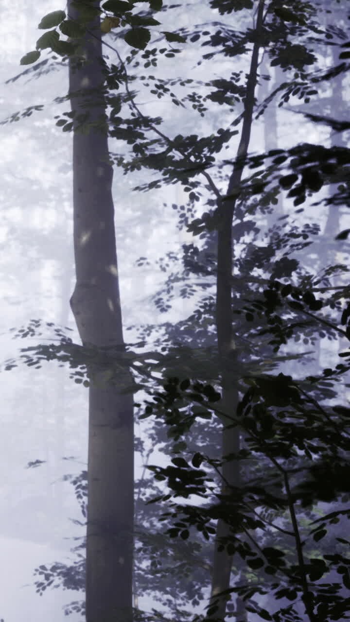 Foresta incantata dove la nebbia danza con le ombre degli alberi antichi