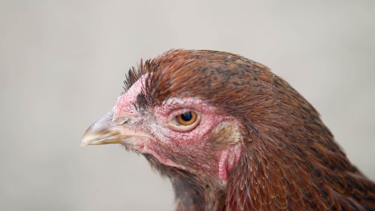 Cabeza de gallo sin cresta ni barbilla. Primer plano