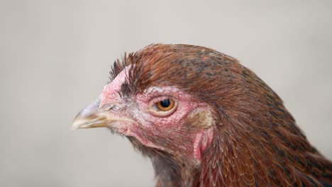 rooster's head without comb and wattle. close up