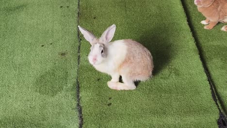 rabbits on grass