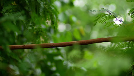 thin timber branch of cassia javanica plant